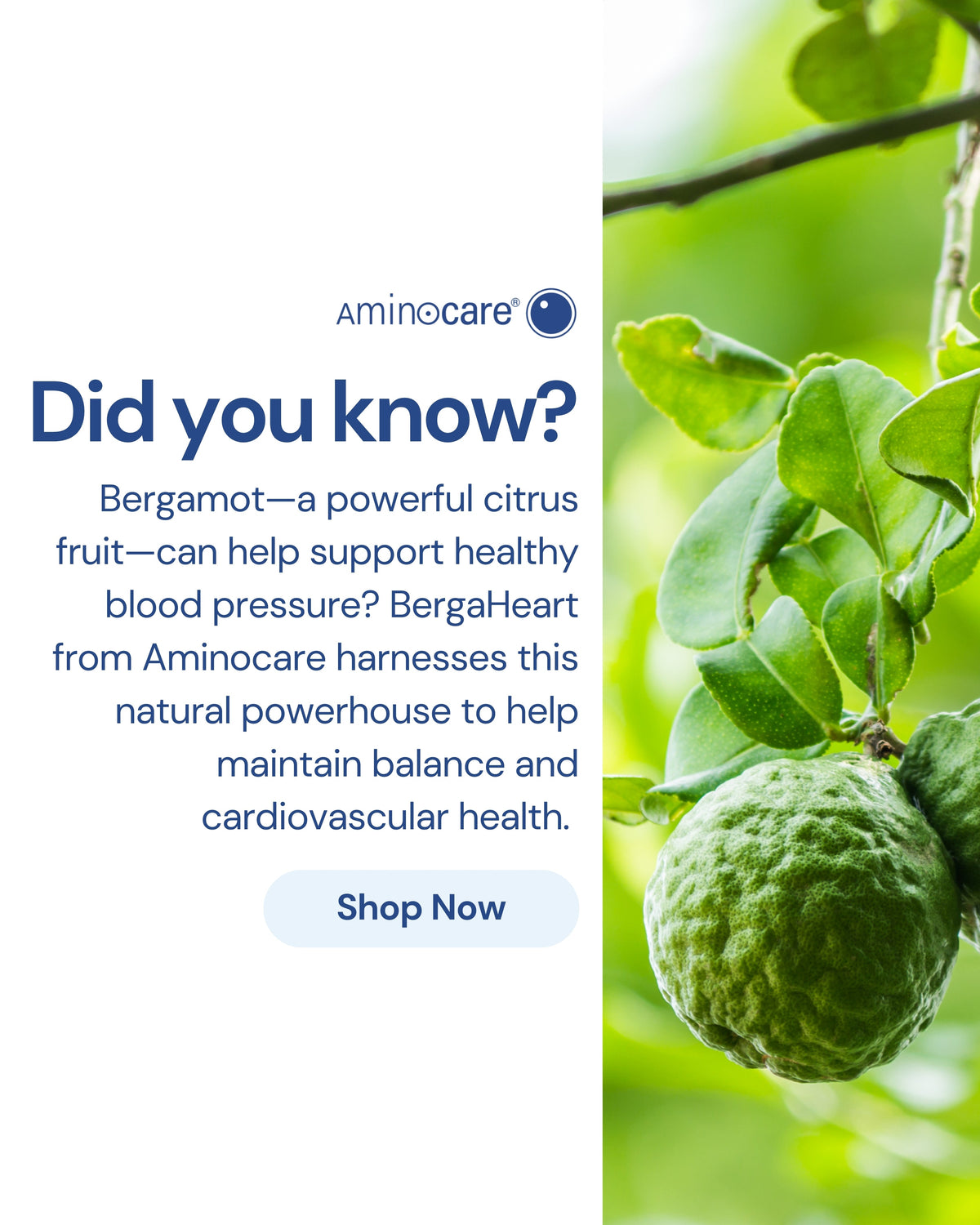 BergaHeart: Natural Support for Healthy Blood Pressure